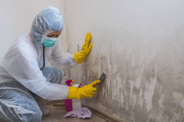 Home Mold Removal in Cape Canaveral, FL