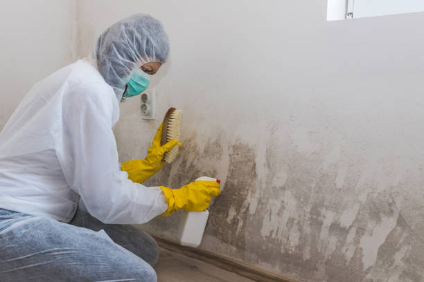 Best Toxic Mold Removal  in Cape Canaveral, FL