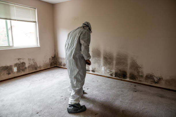 Best Black Mold Removal  in Cape Canaveral, FL